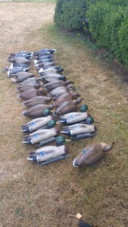 Duck Decoys