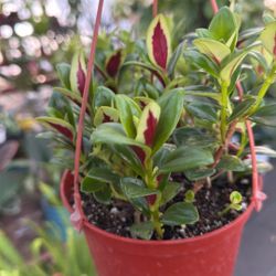goldfish plant with a red underbelly 6 Inch Pot