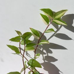 Rare Tradescantia fluminensis 'Variegata' Plant/ Indoor Plant/ House Plant
