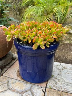 Jade Succulent in Blue Glazed Ceramic Planter