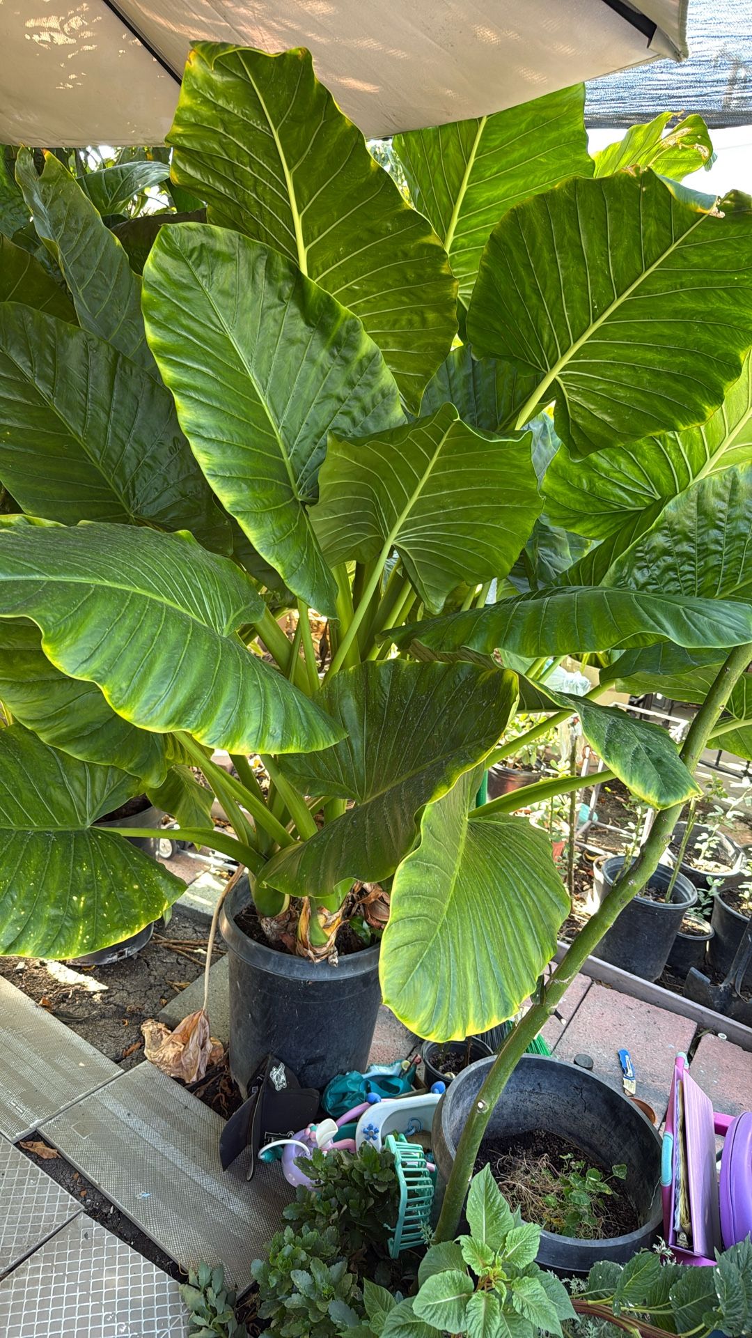 Big Elephant Ears 