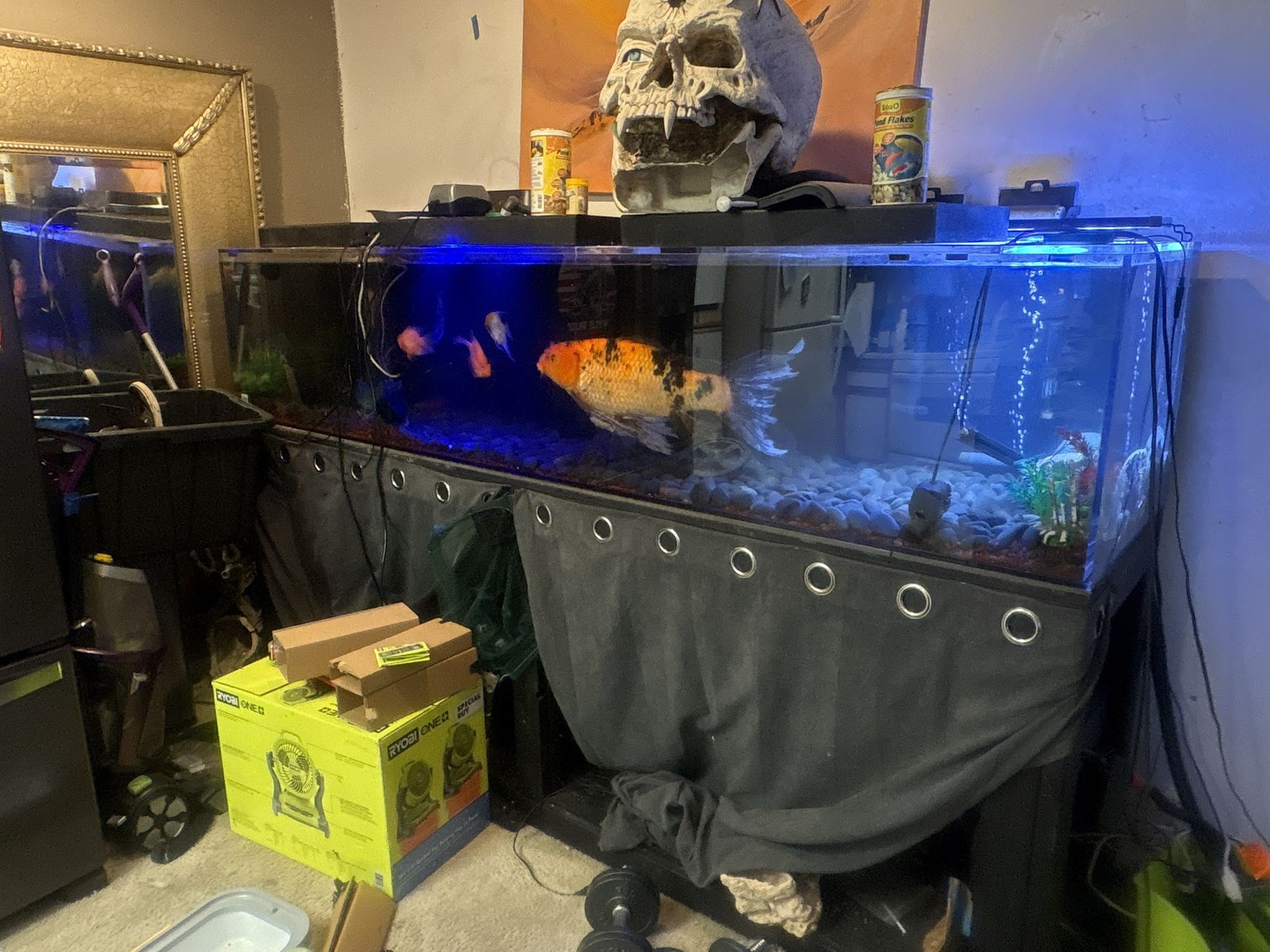 240-Gallon Clear-for-Life Acrylic Tank + Custom Black Stand – FULL SETUP