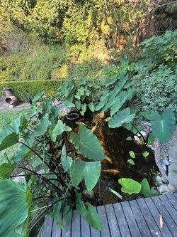 Pond Plants Elephant Ear Plants