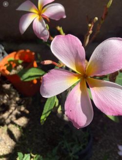 We Have Plomero’s Plants & Are Blooming Like Crazy!!!