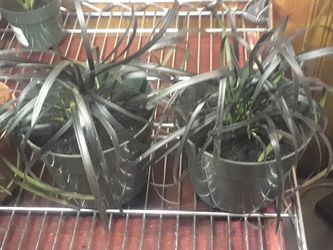 Black Mondo Grass Landscape/Ornamental