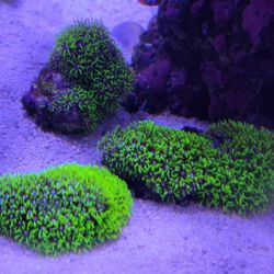 Branching GSP coralfor sale.  Multiple pieces
