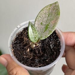 Hoya Carnosa Wilbur Graves