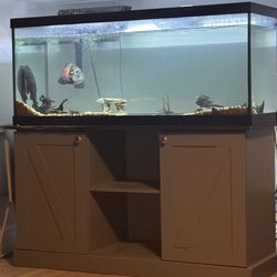 75 gallon Fish Tank
