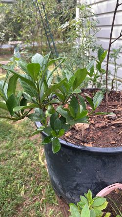 Bananas tree and peach tree $20 each