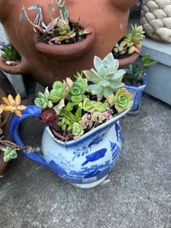 Various succulent arrangements