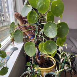 House Plants - Chinese Money Plant 