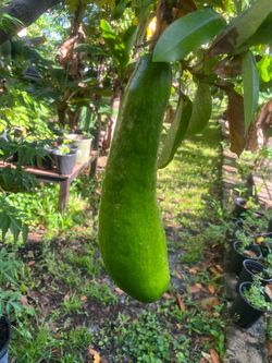 Fresh Russell Avocado Straight from the Tree