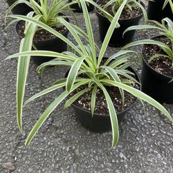 Spider Plant, Airplane Plant $5.00 Each. Planta Liston, Mala Madre  A $5.00 Cada Una 