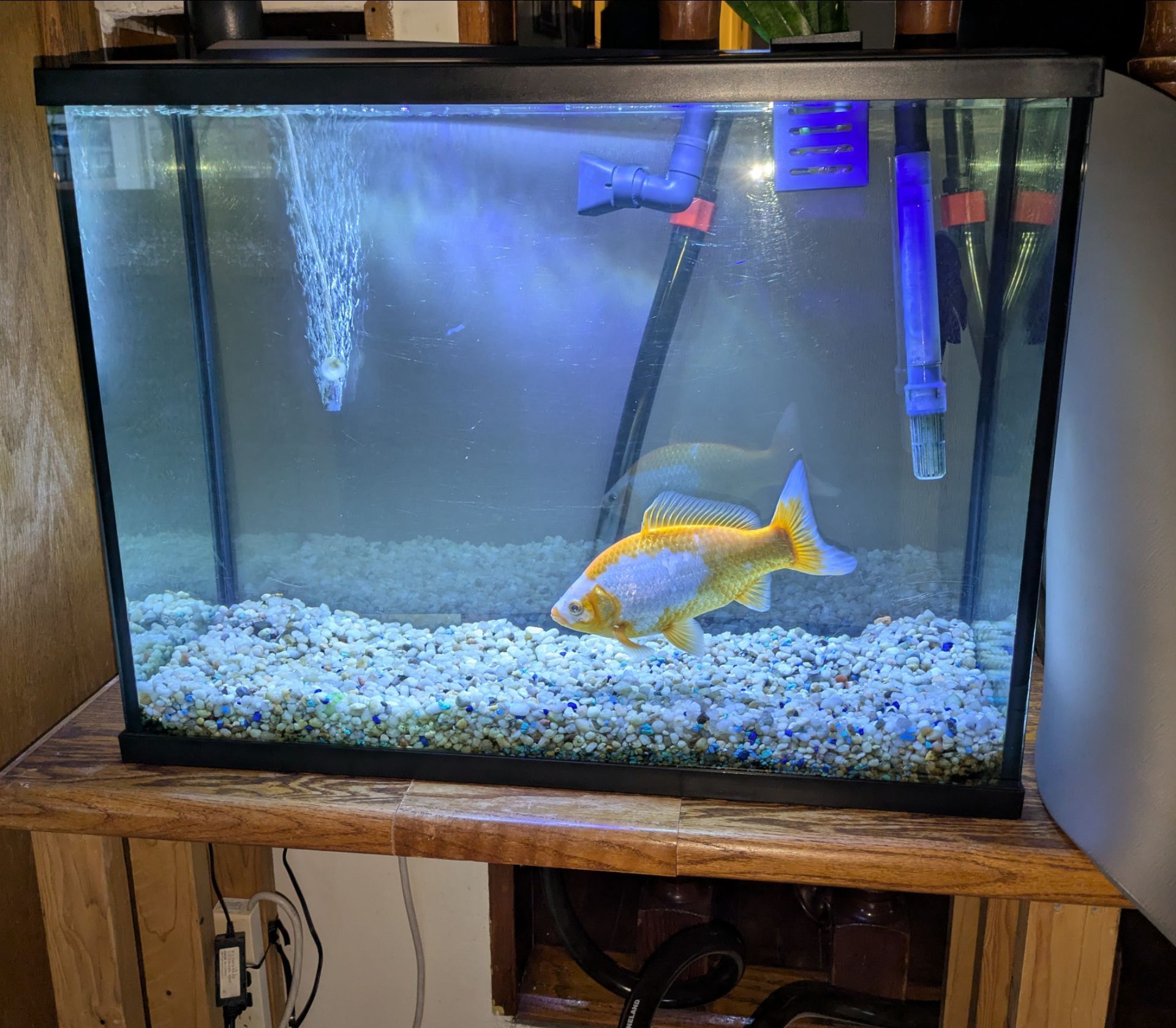 Glass Fish Tank Aquarium for Sale in Long Beach, CA - OfferUp