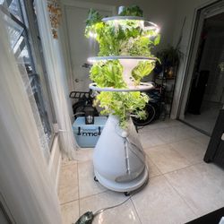 Lettuce Grow