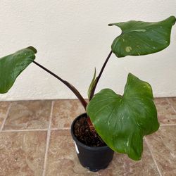 Homalomena Stardust Plant Rooted In 5” Pot Tag #89