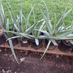 Nursery Plants Sanctuary Aloe Vera Garden for sale need gone now