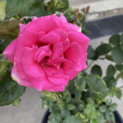 Rose Bush Plant, In 5 Gallóns Pot pick Up Only