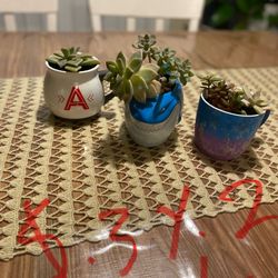 Suculentas En Castroville Ca