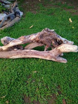 Natural Driftwood For Aquariums Terrariums Decor