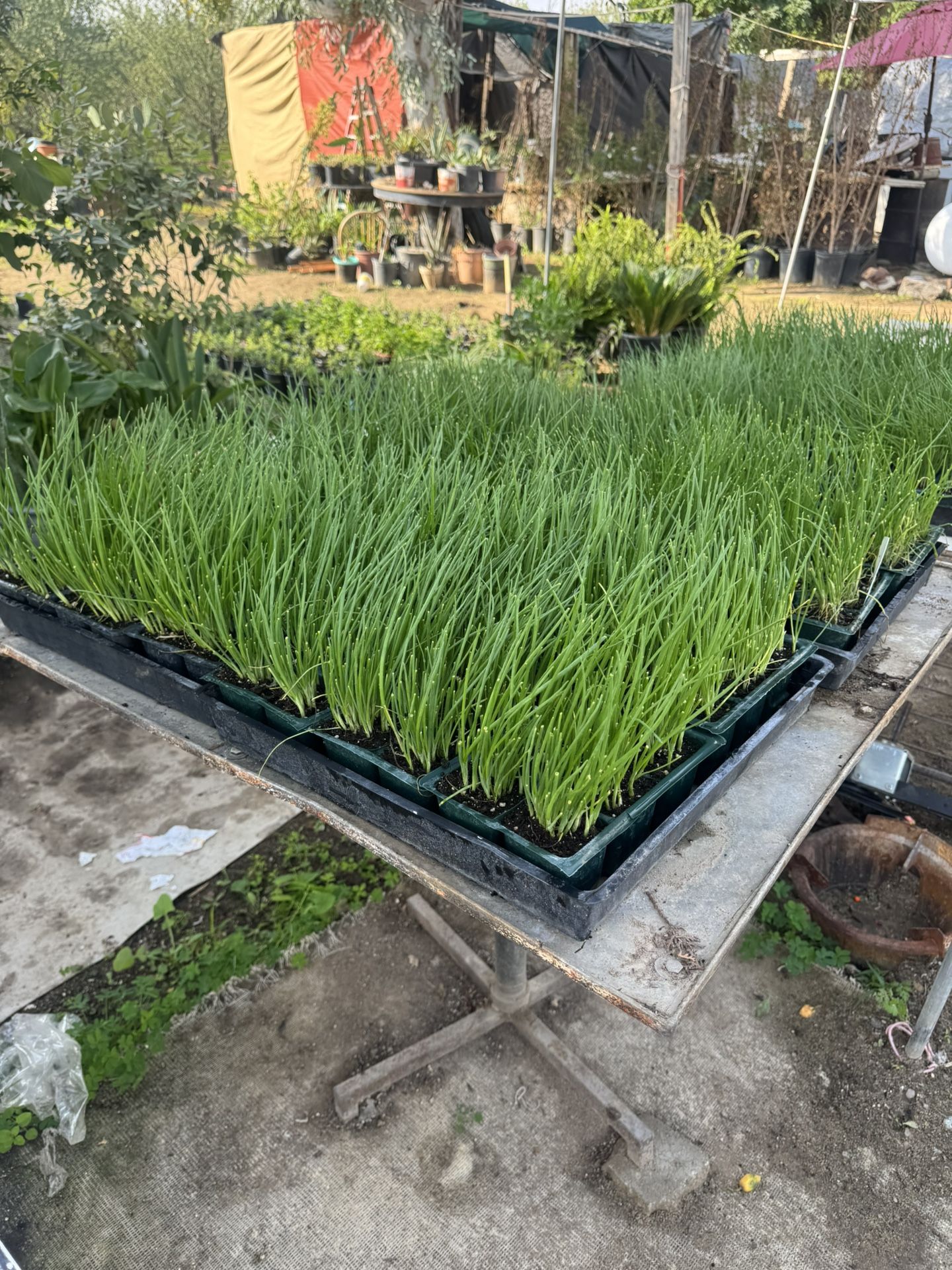 $7.00 each six pack Onions Plant’s 🧅/ Plantas de Cebollas🧅$7.00 el paquetito