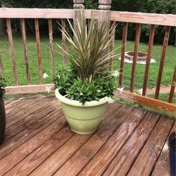 Live Indoor Outdoor Patio Tropical Plant Over 3 Ft. Tall In Lime Green Planter