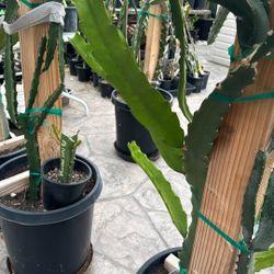 Asunta 5 Dragon Fruit Cutting