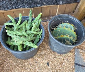 Cholla Cactus cuttings