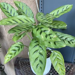HERMOSAS PLANTAS NATURALES “ CALATHEA PLANT 
