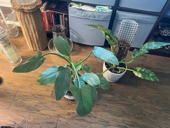 Plants