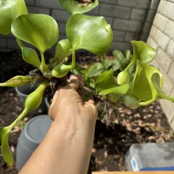Plants 