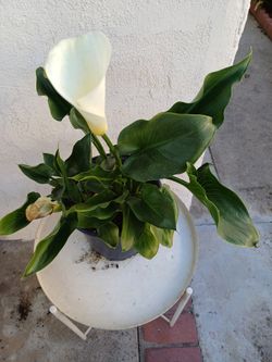 Arum Lily Plant