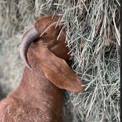 Sale!  G.O.A.T “Feed” 