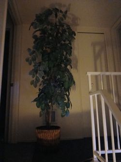Fake Tree 6 Ft.