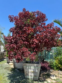 Euphoria Caribbean copper tree 25gal $325, 30” box $450
