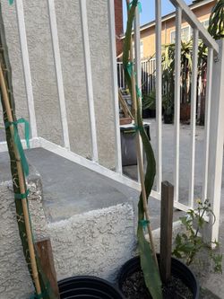 Dragon fruit plants-Palora Yellow -$18 each