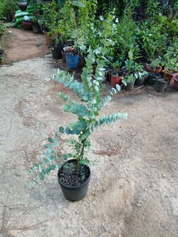 Plantas de eucalipto