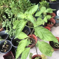 Thulfiqar Tree Plant