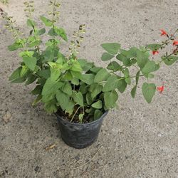 Salvia Coccinea / Salvia Escarlata