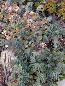 Succulents 1$ 5$ 10$