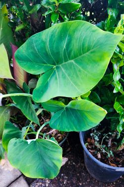 Elephant Ear Plant 1-2' ft. (Colocasia) 🌿🐘