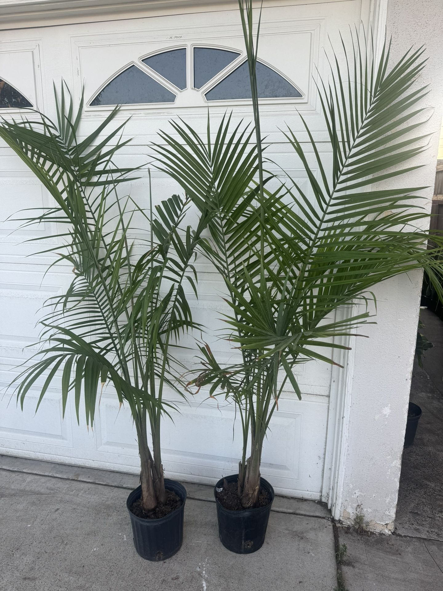 Palm 45$ Each