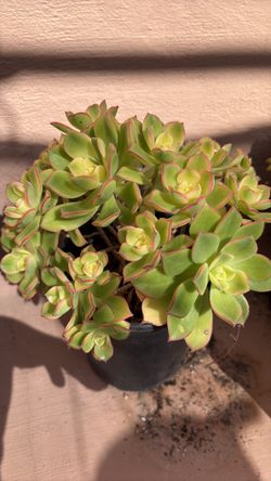 Kiwi succulent plant one gallon pot
