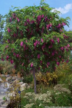 Purple Robe Locust trees —