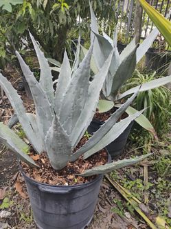 Blue Agave 15gl $85