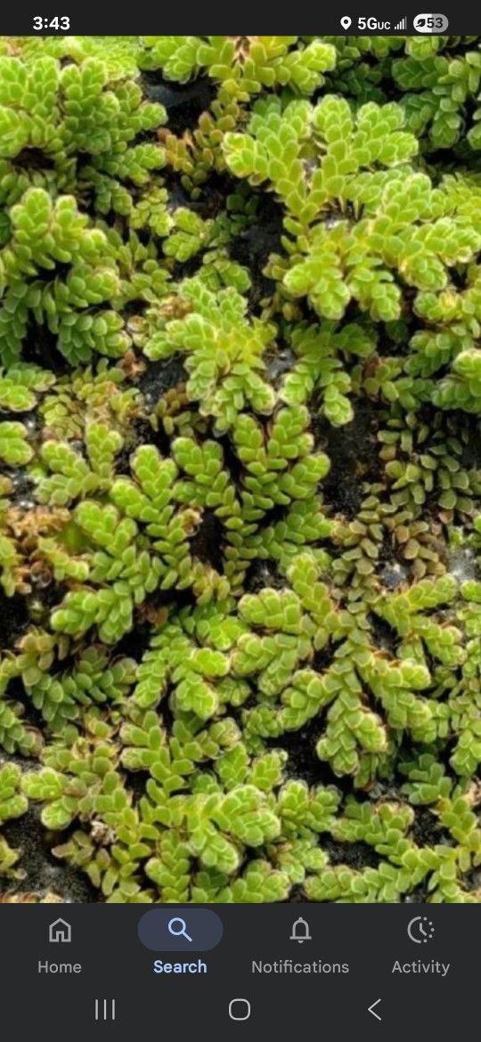Aquarium Plants