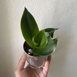 Golden Black Hahnii Snake Plant