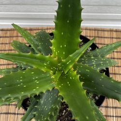 Beautiful Aloe Vera Plant