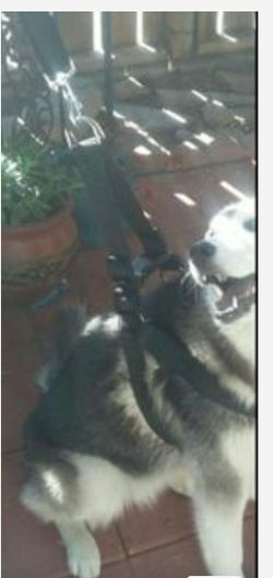 BIG COLLAR FOR BIG DOG