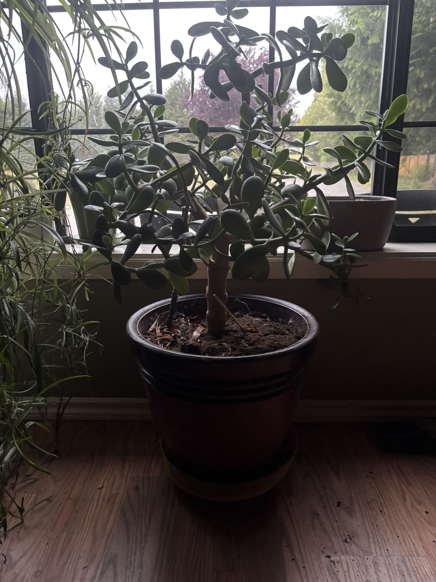 Jade Plant